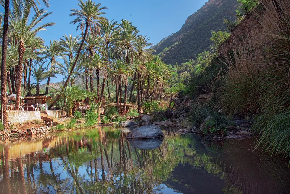 Palm trees reflected in a pool in Paradise Valley
